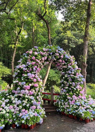 Hydrangea Seeds 50 seeds Mixed Color Seeds Stunning Perennial Flower Seeds for Gardeners Hardy Blooms Perfect for Landscaping and Garden Beautification