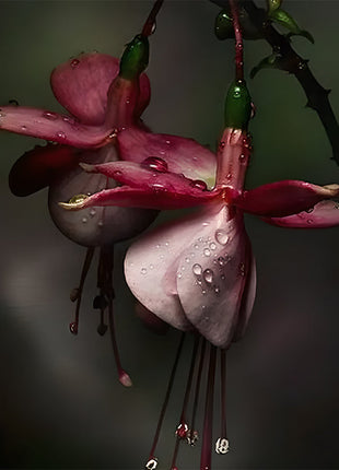 🌺Lantern Flower