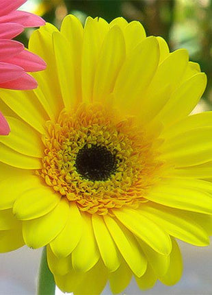 Yellow gerbera flower seeds, sun flower