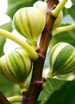 Rainbow Fig Seeds