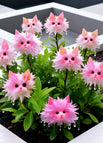 🐱Pink White / 100 seeds