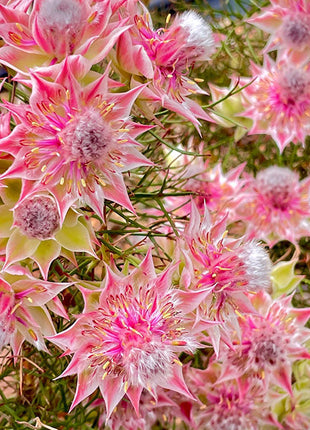 Rare Serruria florida Seeds - Blushing Bride