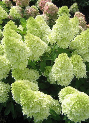 Strawberry Hydrangea Flowers Seeds Mixed Color Plants Home Garden Flower Seeds