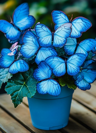 Begonia 'Moonlight Butterfly'