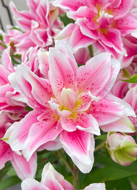 Lily Bulbs