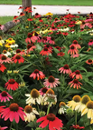 Mixed Color / 100 Seeds