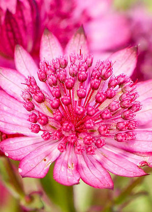 Cerise Button Astrantia