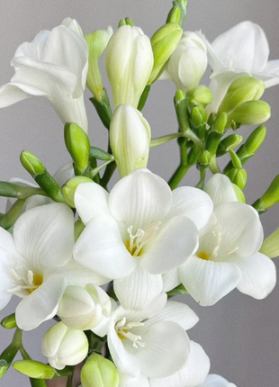 💐Freesia Bulbs