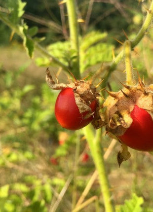 Litchi Tomato AKA Morelle de Balbis Seeds (Certified Organic)