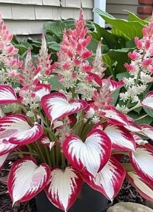 800pcs Red White Hosta Seeds Low Maintenance Hosta Plant Seeds for Planting Perennial Seeds Indoor Outdoor