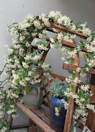 100pcs Hanging Jasmine seeds Four Seasons Blooming Indoor Balcony Bonsai Strong Fragrance Hanging Branch Jasmine Lazy Blooming