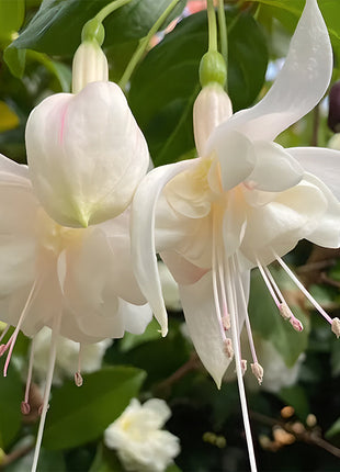 🌺Lantern Flower