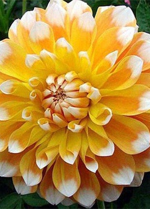 100Pcs Dahlia Bulb Flower Seeds Bonsai Flower