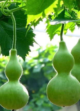 Hand-twisted Small Gourd Seeds