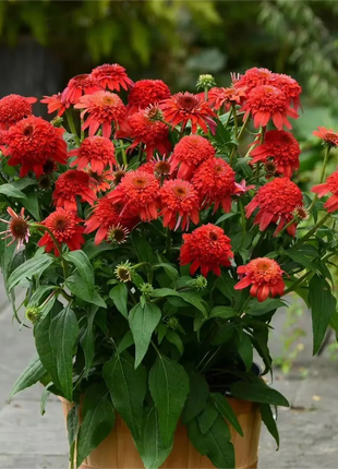 Double Echinacea Seeds
