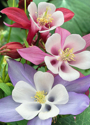 Columbine Seeds - Macana Giant Mix