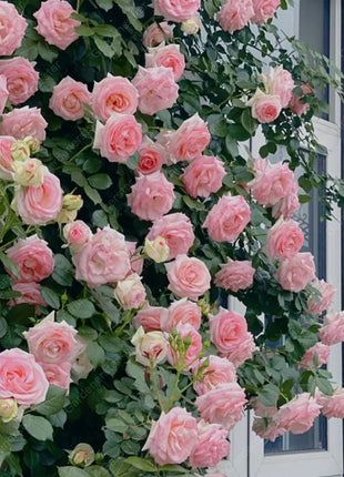 Mixed Climbing Flower Seeds -Over 30 kinds mixed