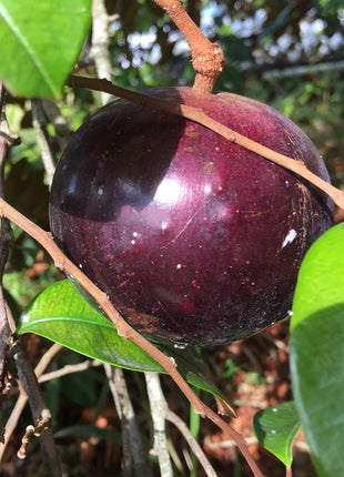 Star Apple Seeds
