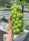 100 Seeds / Green