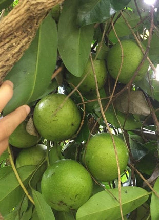 Black Sapote Seeds