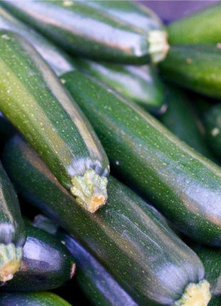 Squash Green Machine F1