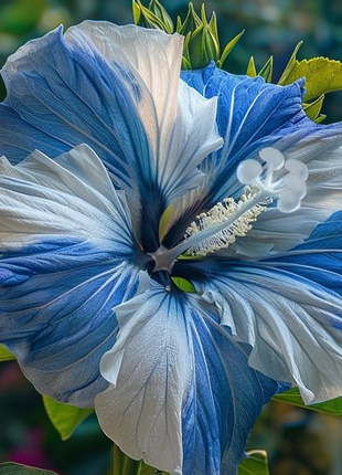 Rare Blue & White Hibiscus Seeds