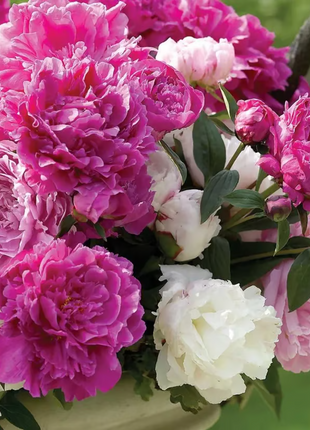 🌺 The Queen of Flowers—Double Petaled Piani