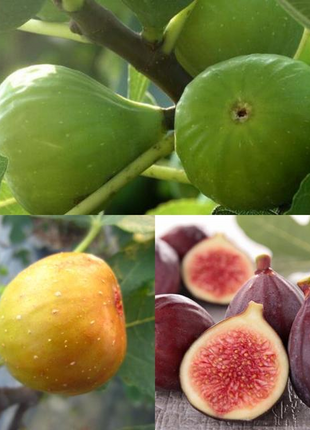 Fig Tree Seeds (Ficus carica), Sweet Fruit Shrub