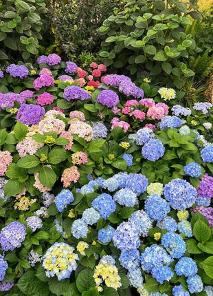 Hydrangea Seeds 50 seeds Mixed Color Seeds Perennial Flowers for Vibrant Garden Displays Hardy and Easy to Grow Perfect for Landscaping and Gardening Projects