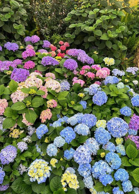 Hydrangea Seeds 50 seeds Mixed Color Seeds Perennial Flowers for Vibrant Garden Displays Hardy and Easy to Grow Perfect for Landscaping and Gardening Projects