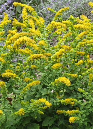 Autumn Magic Pollinator Collection