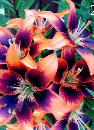 100 PCS Perfume Liliy Seeds Cheap Perfume Lilies Seeds Rare Color Flower Garden Plant