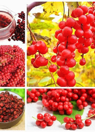 Egrow 50Pcs（100Pcs）/Pack Schisandra Seeds Chinese Magnolia Vine Edible Garden Fruit Tree Seed DIY Plants