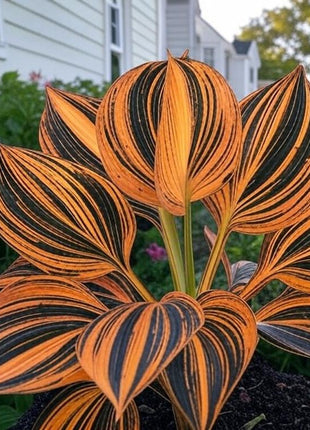 800 Rare Hosta Seeds – Lush Perennial Foliage for Stunning Landscapes