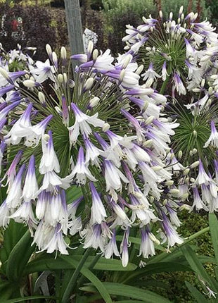 🎁New Year Sale🎁Agapanthus africanus 'Fireworks'