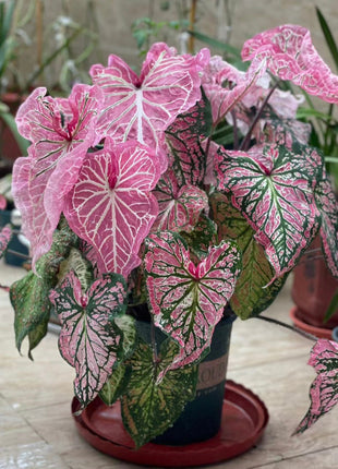 Peppermint Coleus Peperomia Obtusifolia Variegata Seeds