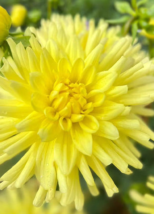 Mixture Dahlia Seeds