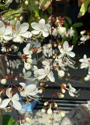 🌼Weeping Jasmine Seeds - White Jade Butterfly