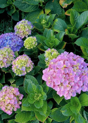 Hydrangea Seeds 50 seeds Mixed Color Seeds Perennial Flowers for Vibrant Garden Displays Hardy and Easy to Grow Perfect for Landscaping and Gardening Projects