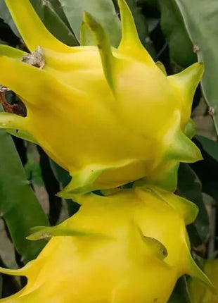 Multi-colored Dragon Fruit Seeds