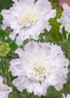 White / 100 Seeds