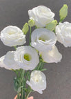 White / 100 Seeds