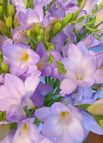 Purple / 15 Bulbs