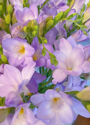 💐Freesia Bulbs