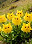🐱 Yellow / 100 seeds