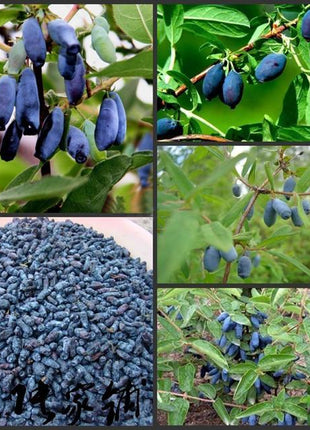 Egrow 50Pcs,100Pcs/Pack Lonicera Caerulea Fruit Seeds Home Garden Plants Honeyberry Blueberry Seeds