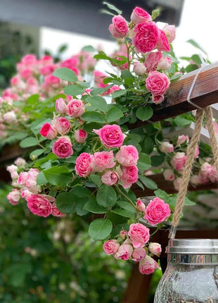 Climbing Rose Seeds