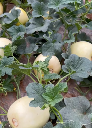 Lazy Melon Seeds
