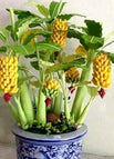 100 Seeds(🍌20% Off) / Yellow