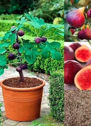 Fig Tree Seeds (Ficus carica), Sweet Fruit Shrub